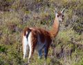 Guanaco described by Magellan as camels without humps