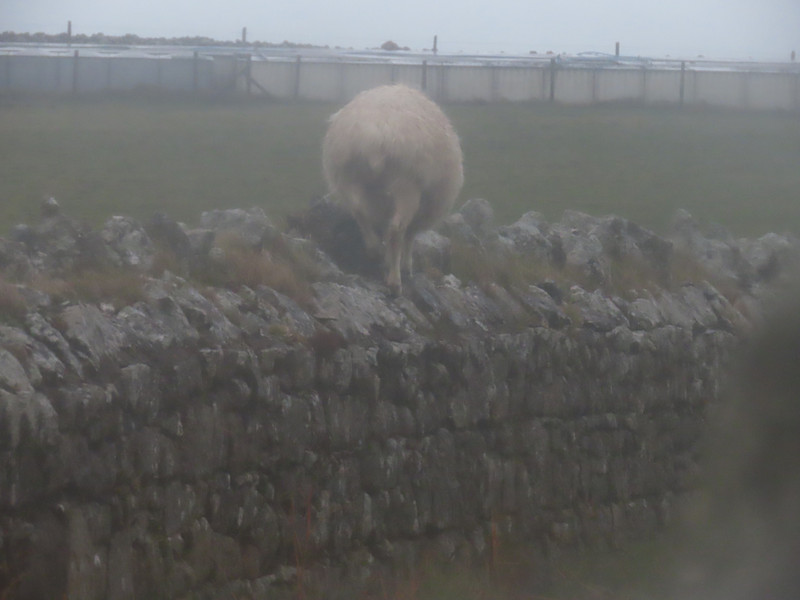 This sheep was running round the walls
