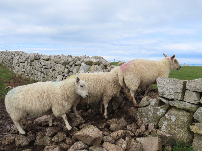 Sheep climbing over the wall