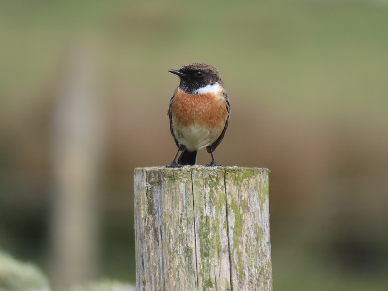 Stonechats are resident