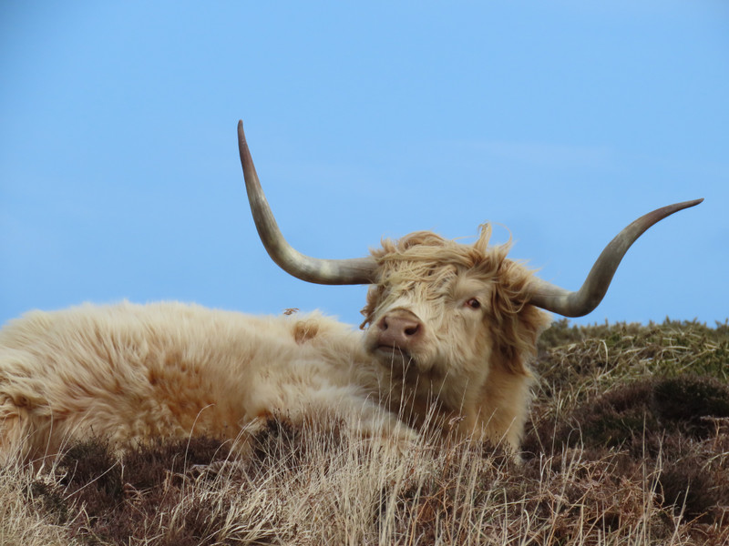Highland cattle almost invisible in the bracken, 