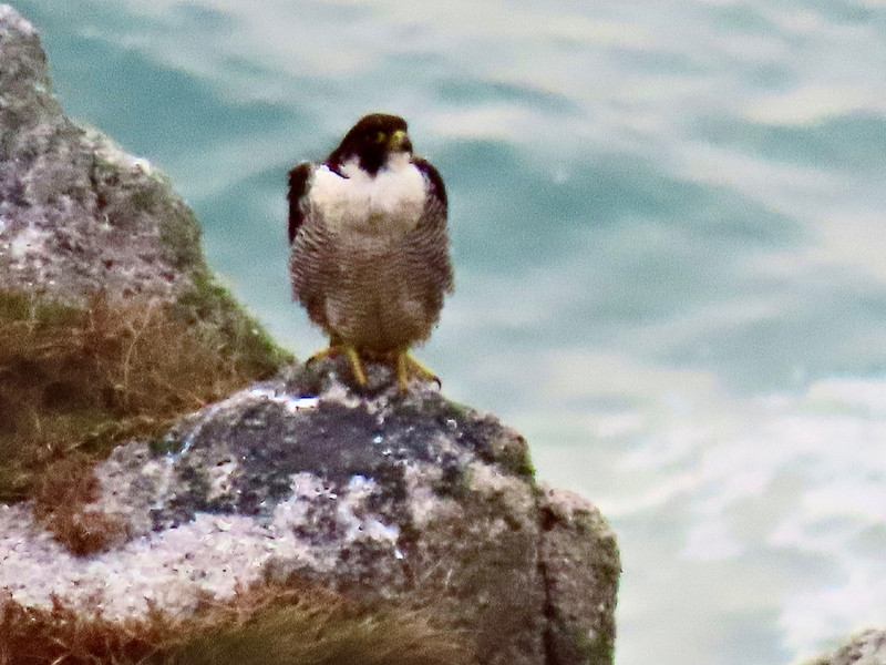 Pixelated Peregrine Falcon a long way down the cliff