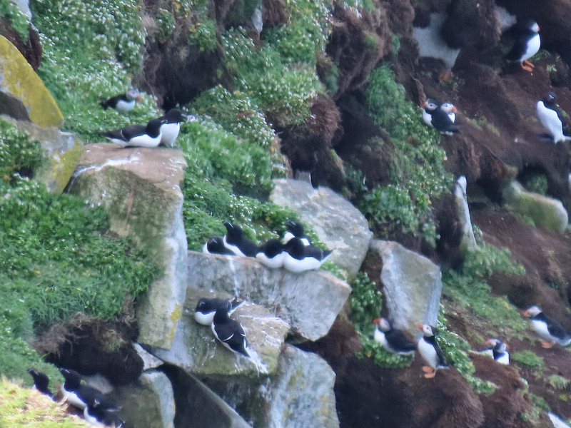 Guillemots to left, puffins bottom right
