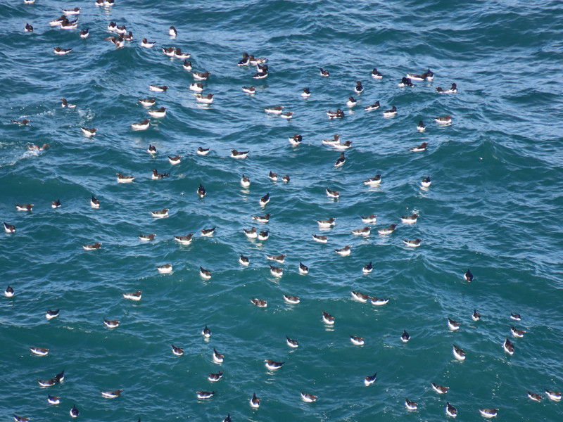 Guillemots on the sea