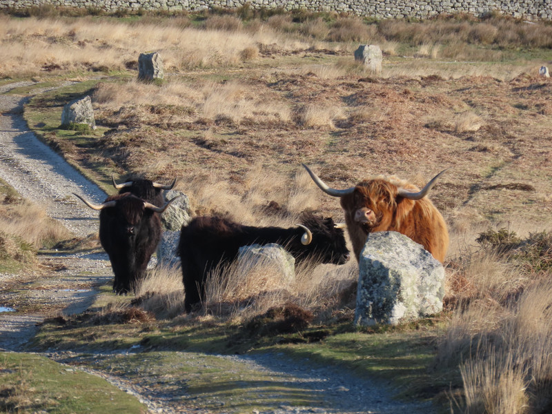 Highland cattle on track