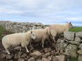 Sheep climbing over the wall