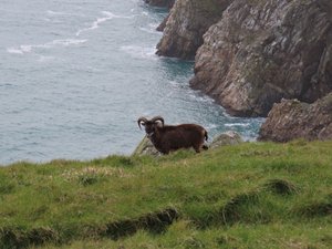 Soay sheep are wil