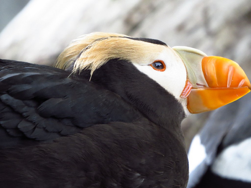 Close up of Tufted Puffin