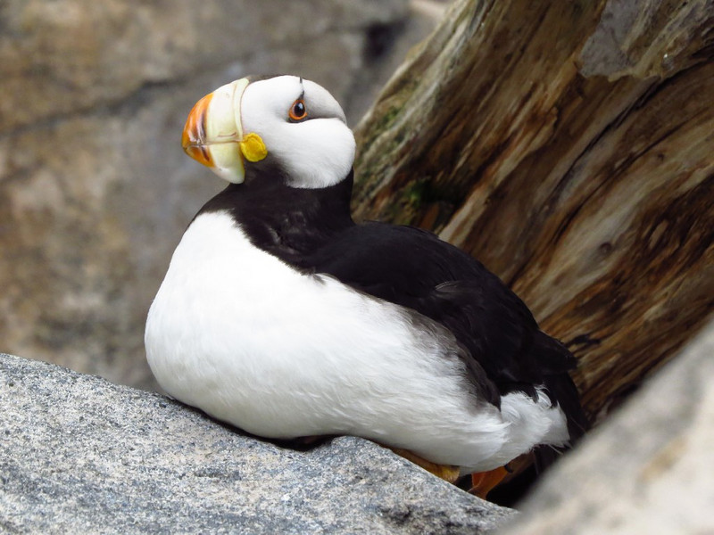 Horned Puffin, perhaps juvenile?