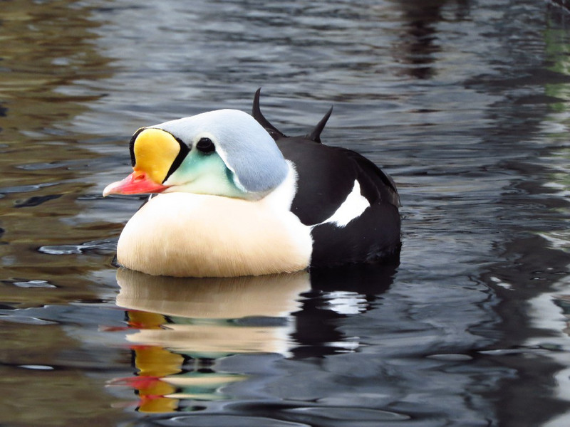King Eider Duck