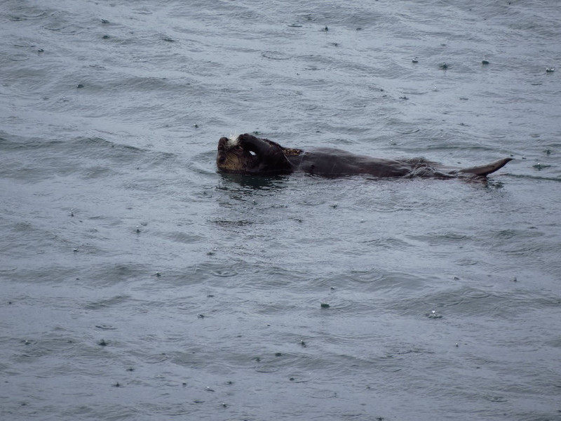 Otter lying on back in rain and crunching seafood noisily.