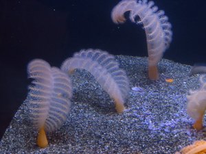 To show beauty of underwater creatures, worms I think.