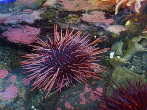 Urchin which ' shakes' hands with your finger
