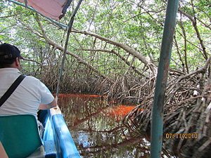 Travelling through the mangroves