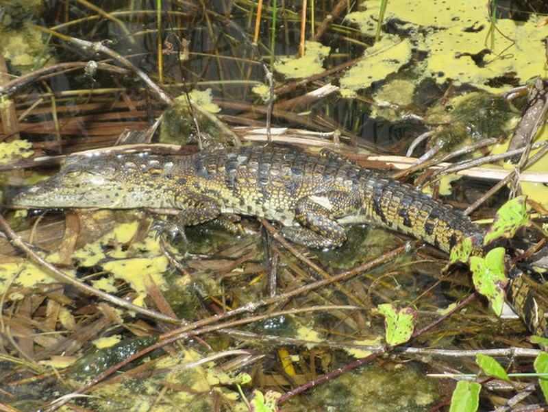Crocodile by the lagoon