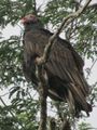 A turkey vulture