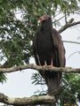 Same turkey vulture