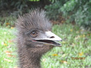 A young Emu