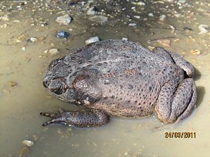 A cane toad
