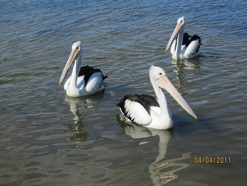 The beautiful WA pelicans