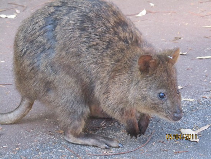 A Quokka obligingly appeared