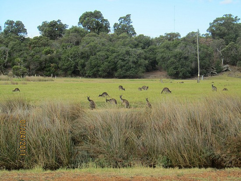 Kangaroos at Australind