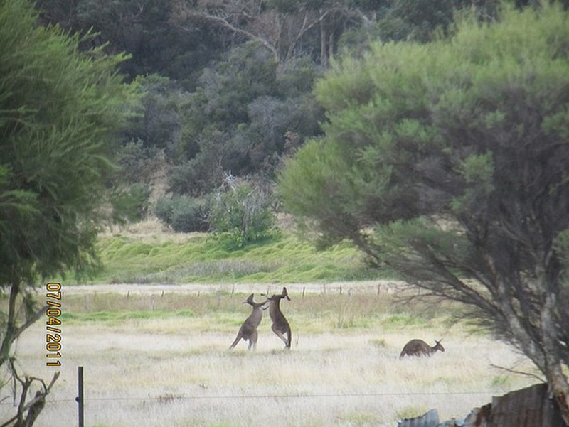 Aggressive kangaroos