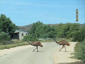 Emus crossing the road outside the camp