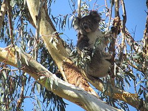 Saw a koala in Yanchep,