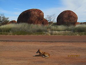 A dingo resting at Devil&#39;s Marbles