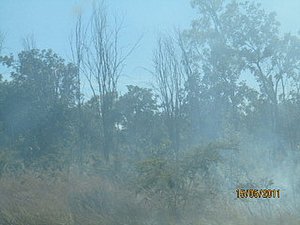 One of the many bush fires by the road