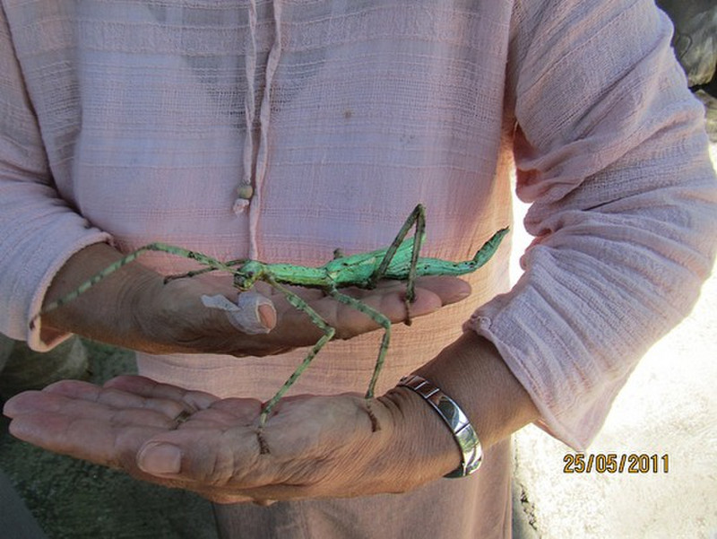 A &quot;walking&quot; stick insect