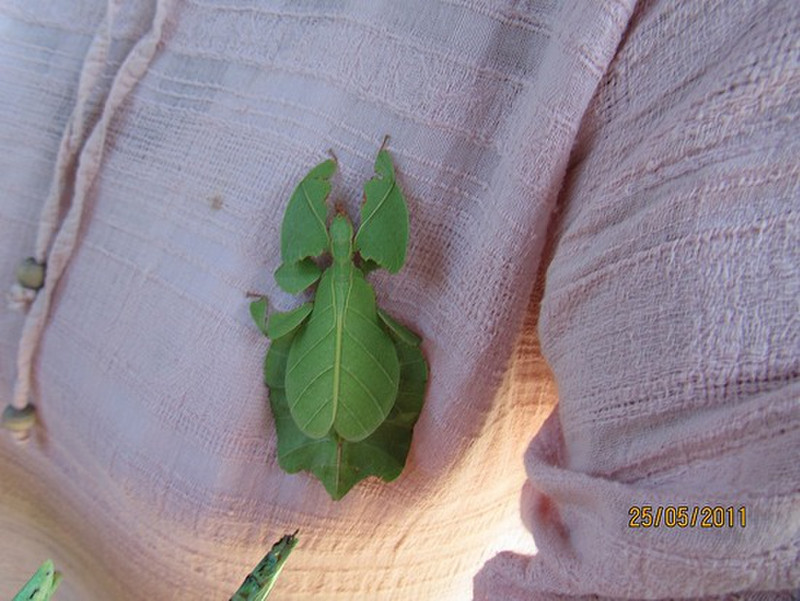 Leaf insect, amongst many attached