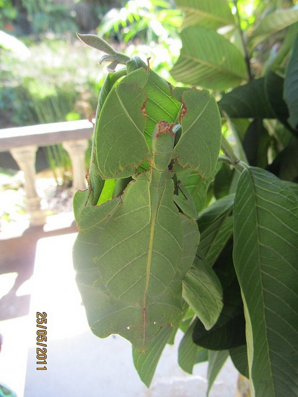 Same leaf insect on a plant
