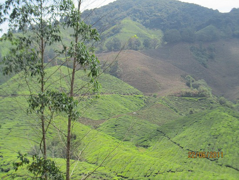 View of tea plantation in Cameron Highlands