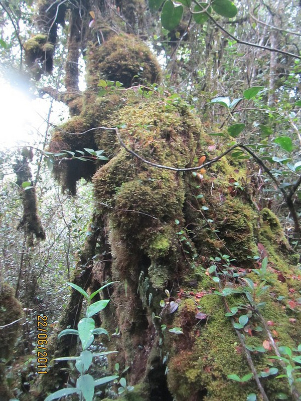 The mossy forest