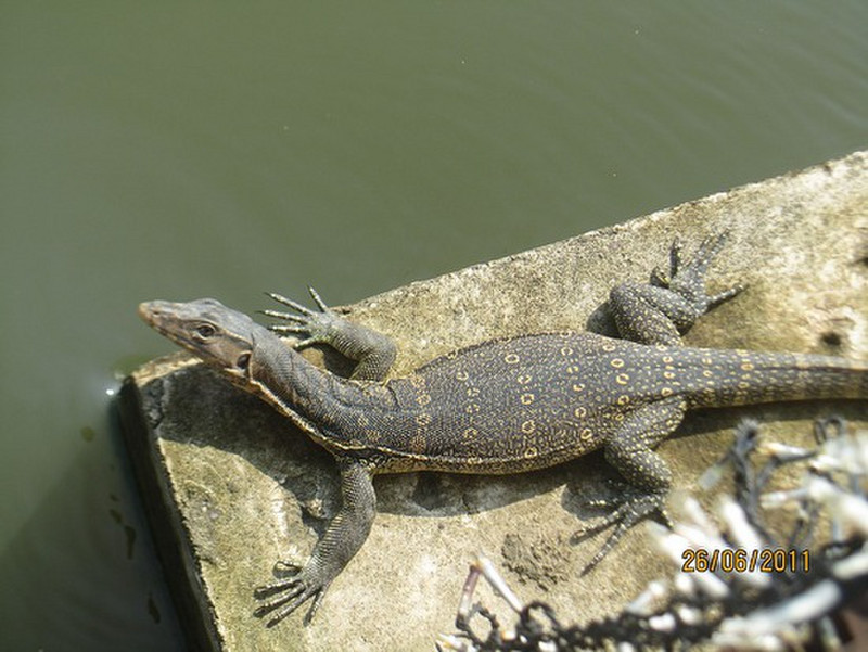Monitor lizard by river
