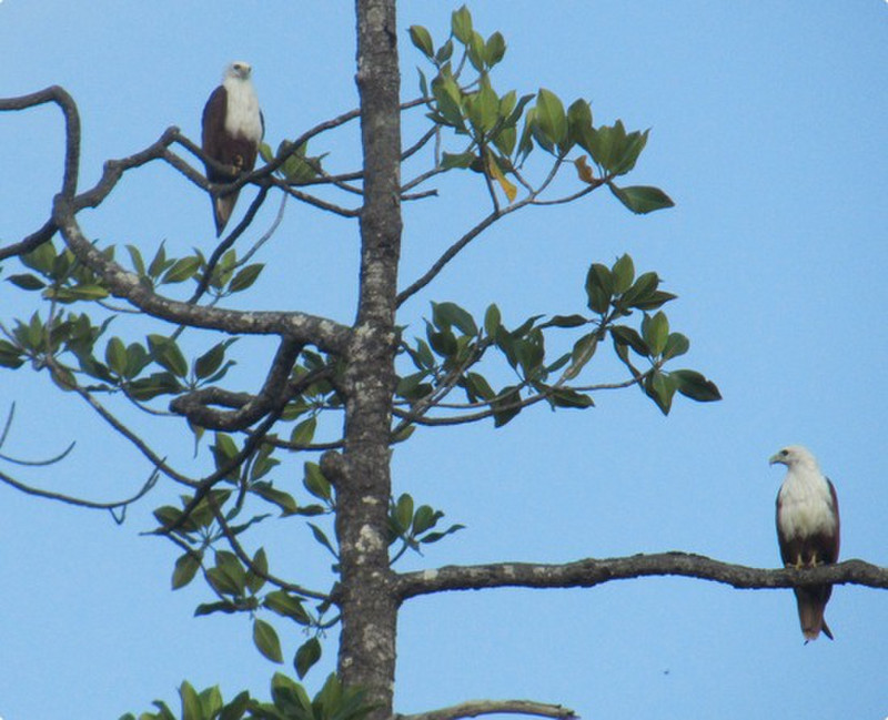 A pair of Brahminy Kites above the river