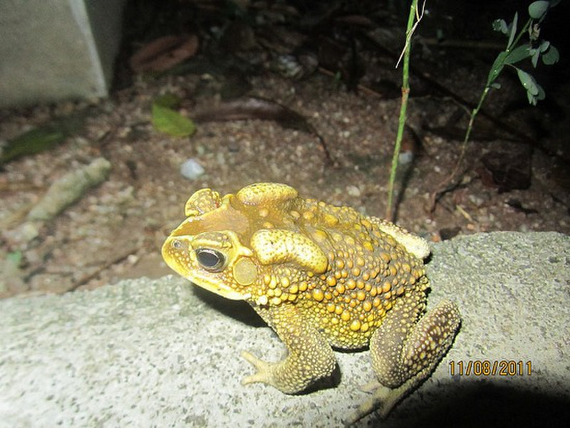 Loved searching for toads/frogs at night