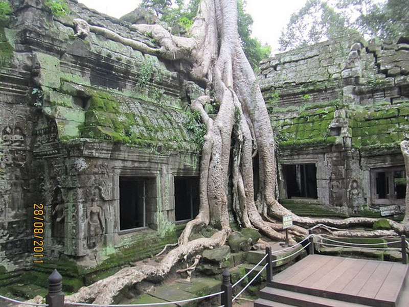 Trees growing through temples