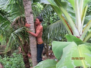 Driver climbing for coconuts