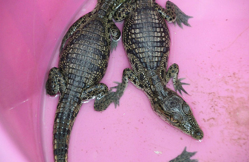 Nile Crocodiles (Juveniles)