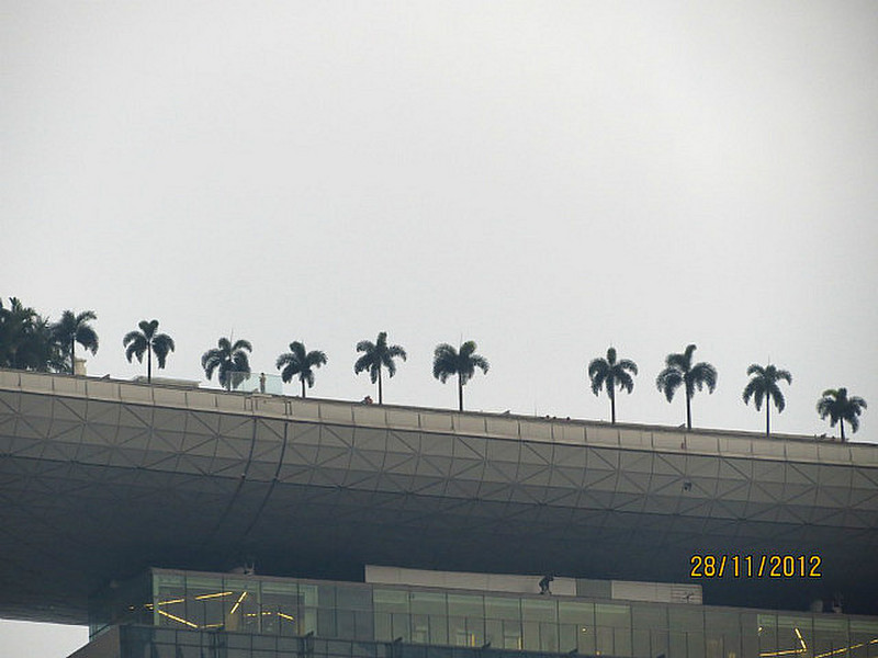 Palm Trees on top of previous skyscraper