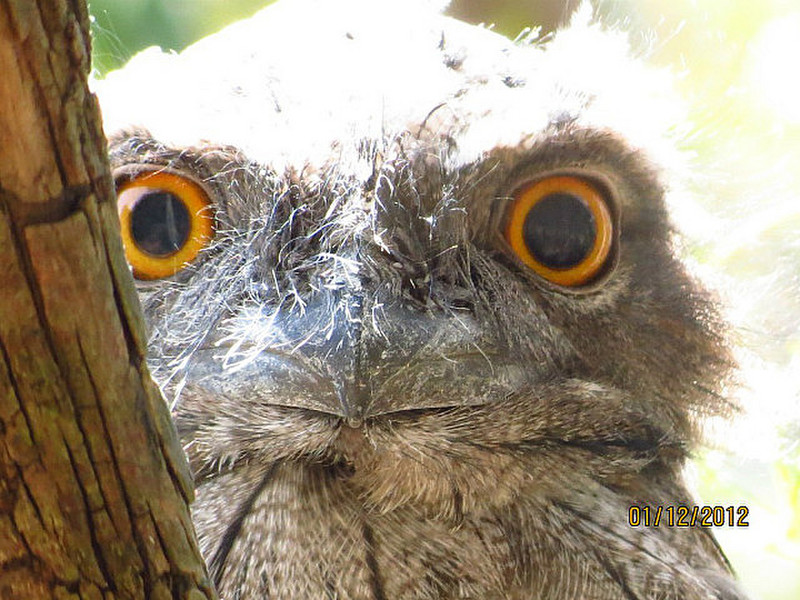 The eyes - a young frog mouth owl