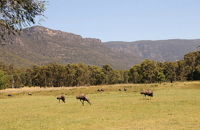 Emus in camp site