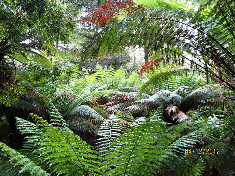 Maits Rest Tree ferns