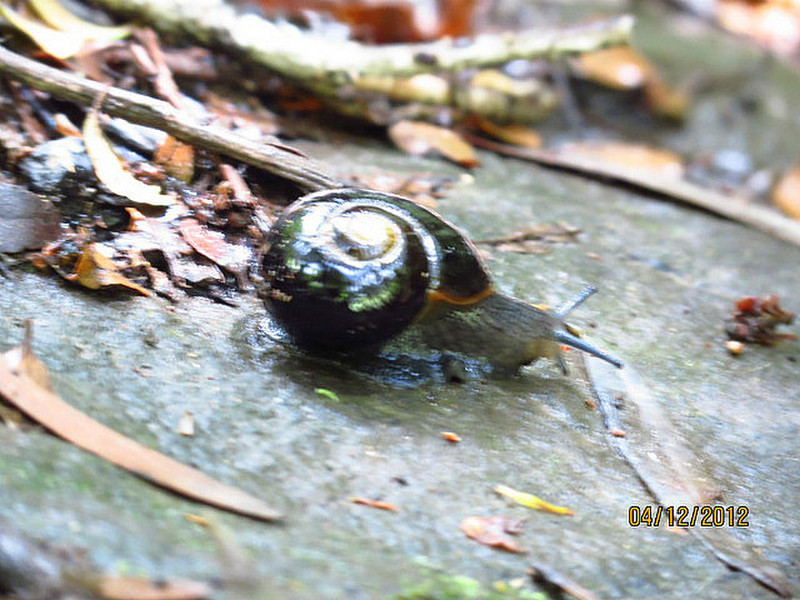Black carnivorous snail in Maits Rest