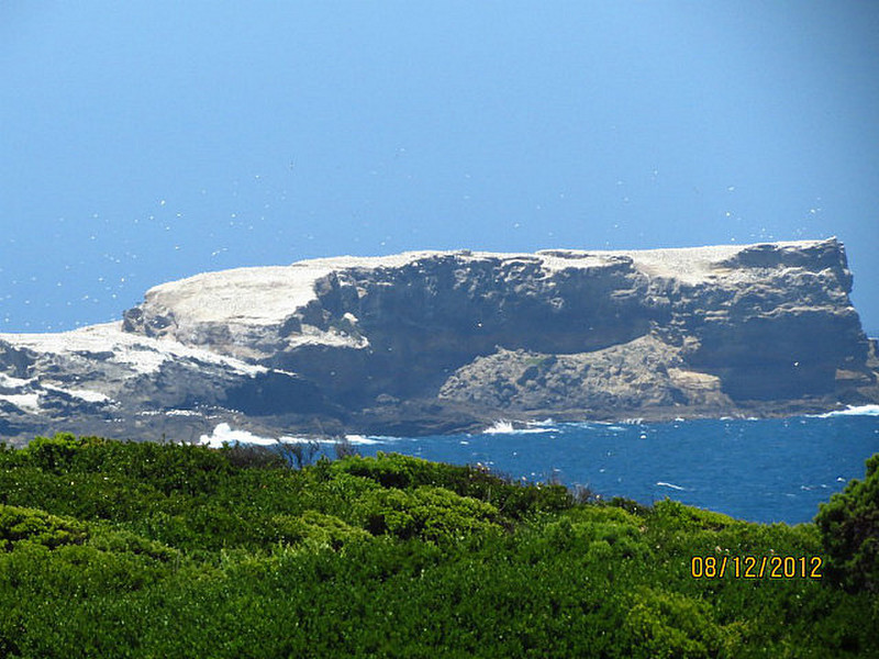 Gannets on island