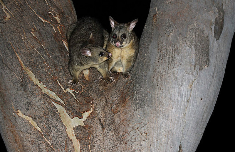 Possums in the park