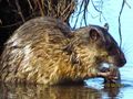 Water Rat approx 12&quot; long